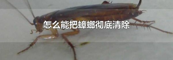 怎么能把蟑螂彻底清除