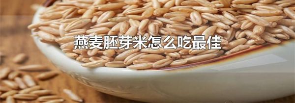 燕麦胚芽米怎么吃最佳