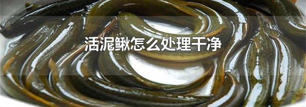 活泥鳅怎么处理干净