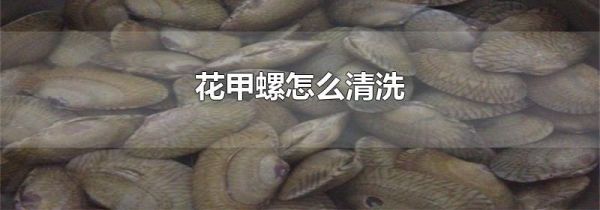 花甲螺怎么清洗