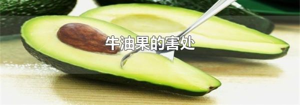 牛油果的害处