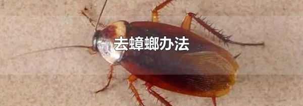 去蟑螂办法