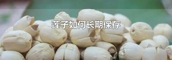 莲子如何长期保存