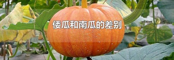 倭瓜和南瓜的差别