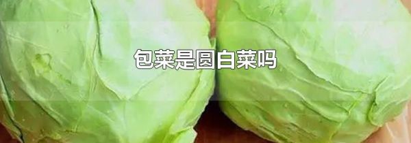 包菜是圆白菜吗