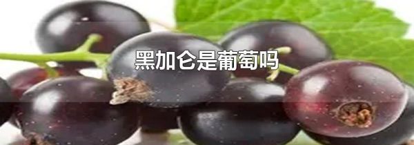 黑加仑是葡萄吗