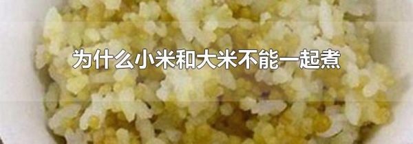 为什么小米和大米不能一起煮