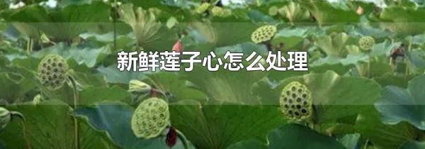 新鲜莲子心怎么处理