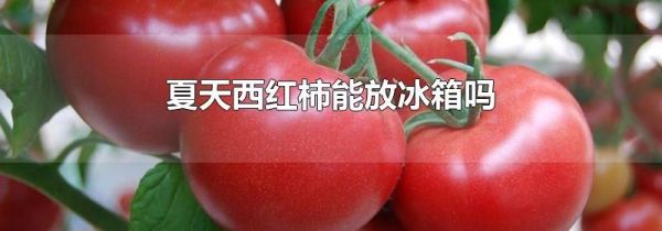 夏天西红柿能放冰箱吗