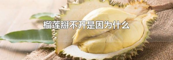 榴莲掰不开是因为什么