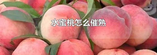 水蜜桃怎么催熟