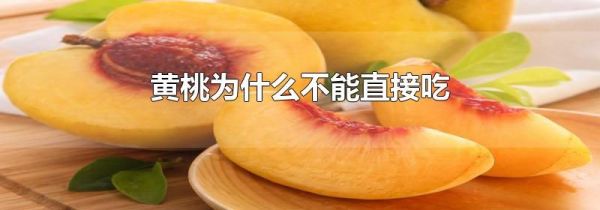 黄桃为什么不能直接吃