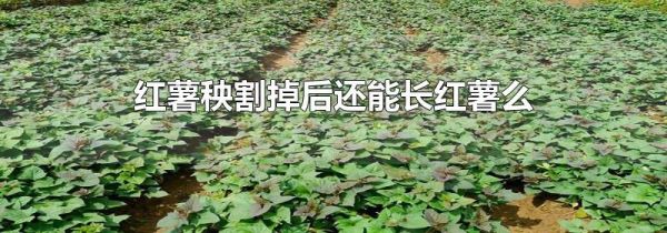红薯秧割掉后还能长红薯么