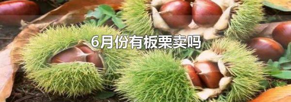 6月份有板栗卖吗