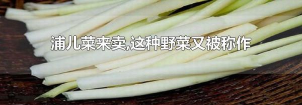 浦儿菜来卖,这种野菜又被称作