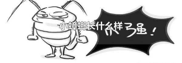 小蟑螂长什么样