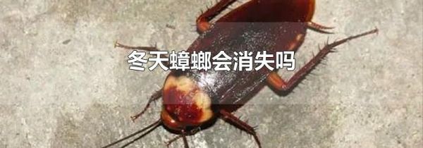 冬天蟑螂会消失吗