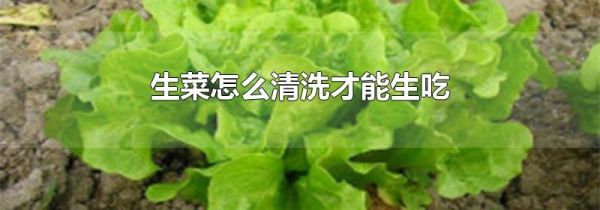 生菜怎么清洗才能生吃