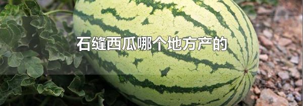 石缝西瓜哪个地方产的