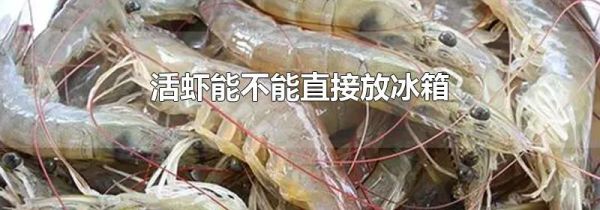 活虾能不能直接放冰箱