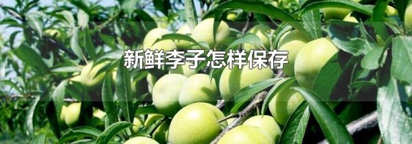 新鲜李子怎样保存