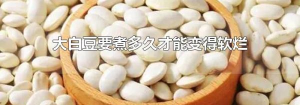大白豆要煮多久才能变得软烂