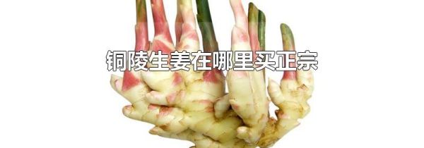 铜陵生姜在哪里买正宗