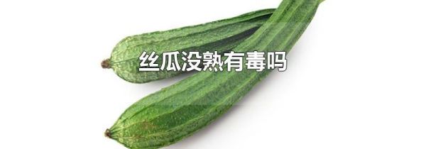 丝瓜没熟有毒吗