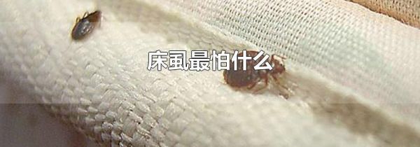床虱最怕什么