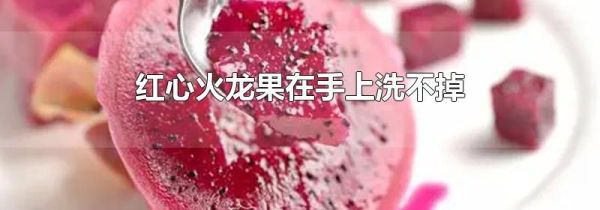 红心火龙果在手上洗不掉
