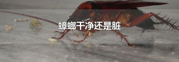 蟑螂干净还是脏