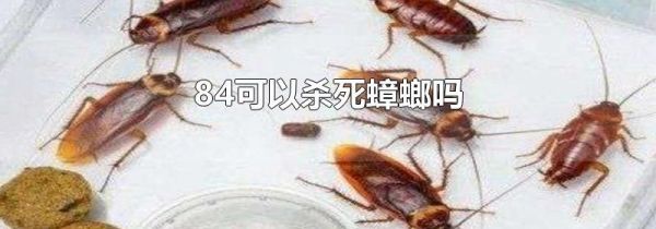 84可以杀死蟑螂吗