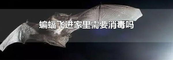 蝙蝠飞进家里需要消毒吗