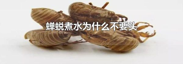 蝉蜕煮水为什么不要头