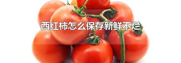 西红柿怎么保存新鲜不烂