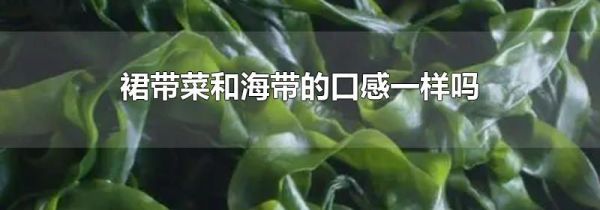 裙带菜和海带的口感一样吗