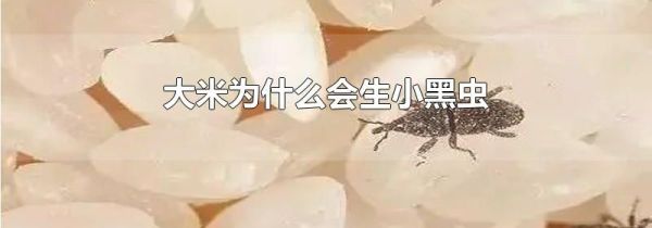 大米为什么会生小黑虫