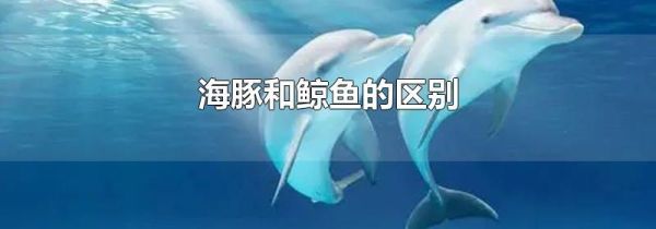海豚和鲸鱼的区别