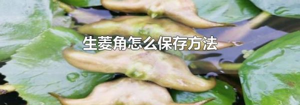 生菱角怎么保存方法