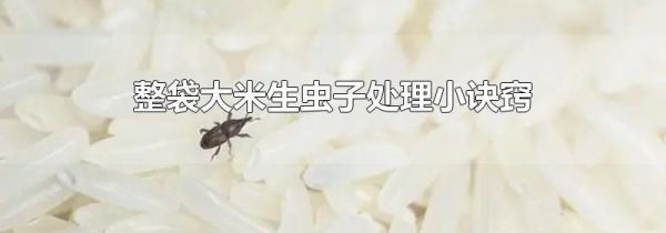 整袋大米生虫子处理小诀窍
