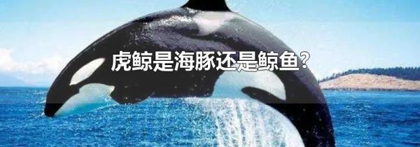 虎鲸是海豚还是鲸鱼?