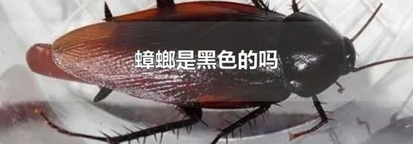 蟑螂是黑色的吗