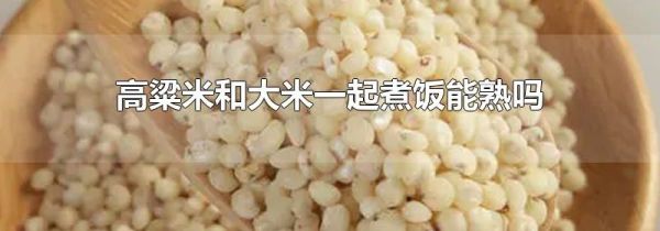 高粱米和大米一起煮饭能熟吗