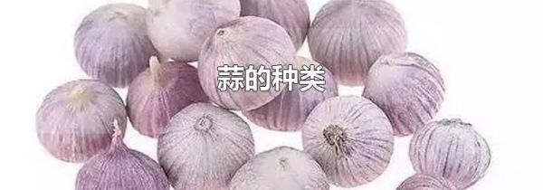 蒜的种类