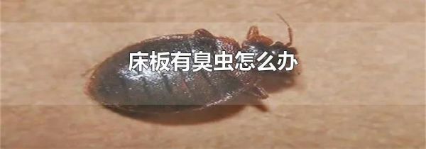 床板有臭虫怎么办