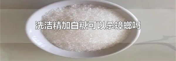 洗洁精加白糖可以杀蟑螂吗