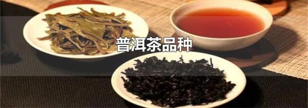 普洱茶品种