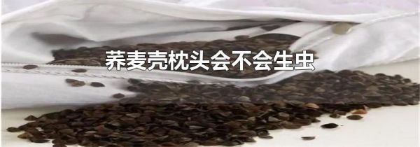 荞麦壳枕头会不会生虫