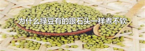 为什么绿豆有的跟石头一样煮不软