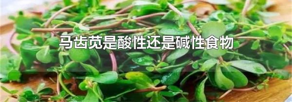 马齿苋是酸性还是碱性食物